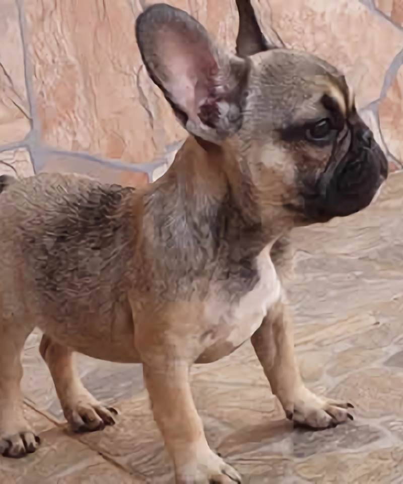 Sable