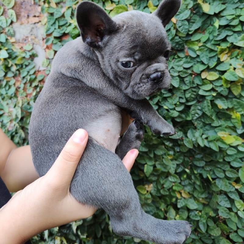 Bulldog Frances 001