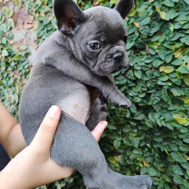 Bulldog Frances 001