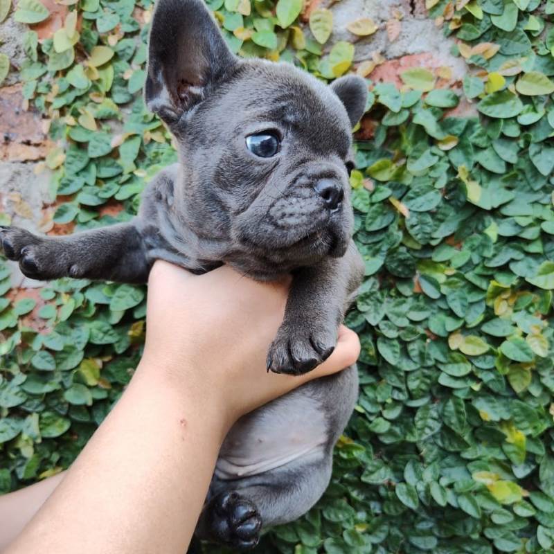 Bulldog Frances 001