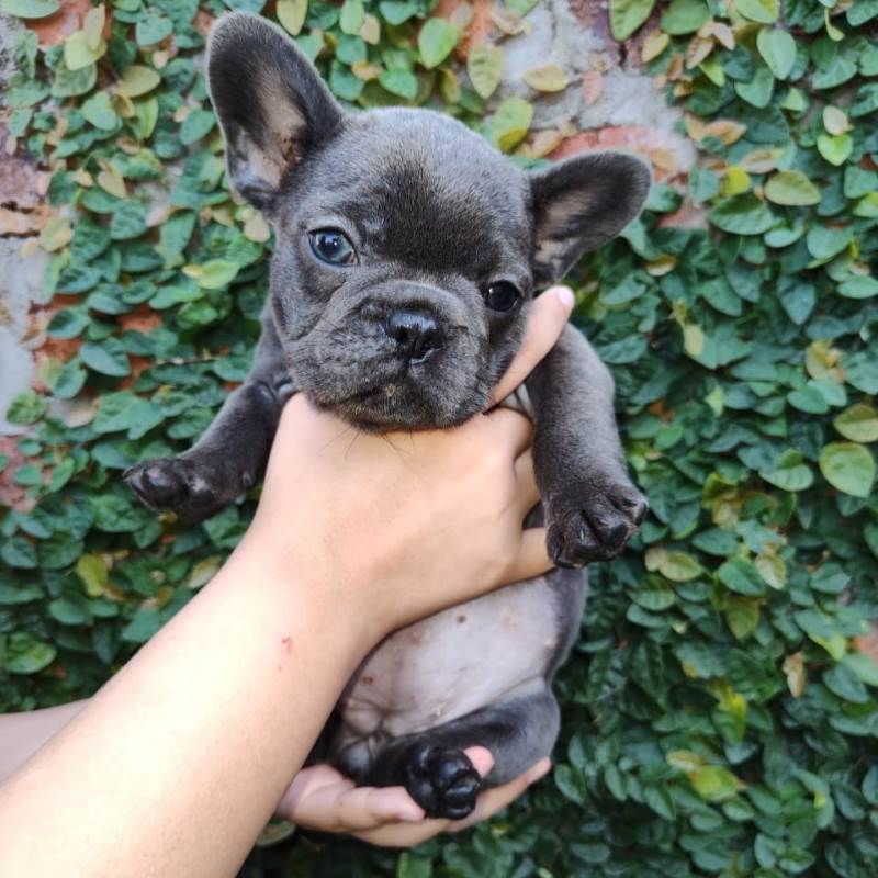 Bulldog Frances 001