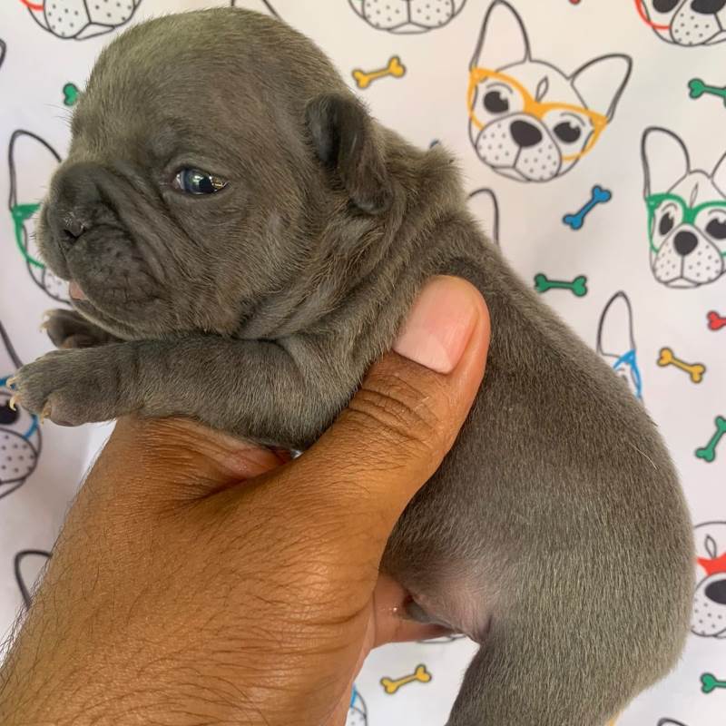 Bulldog Frances 002