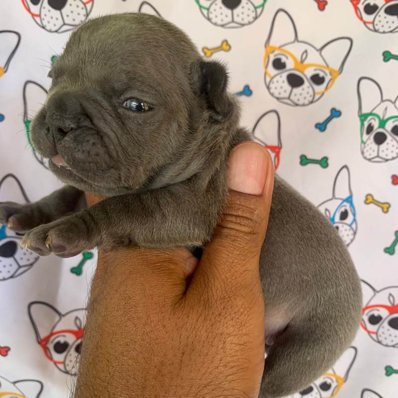 Bulldog Frances 002