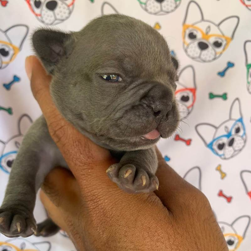 Bulldog Frances 002