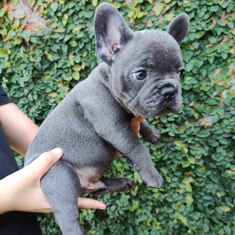 Bulldog Frances 003