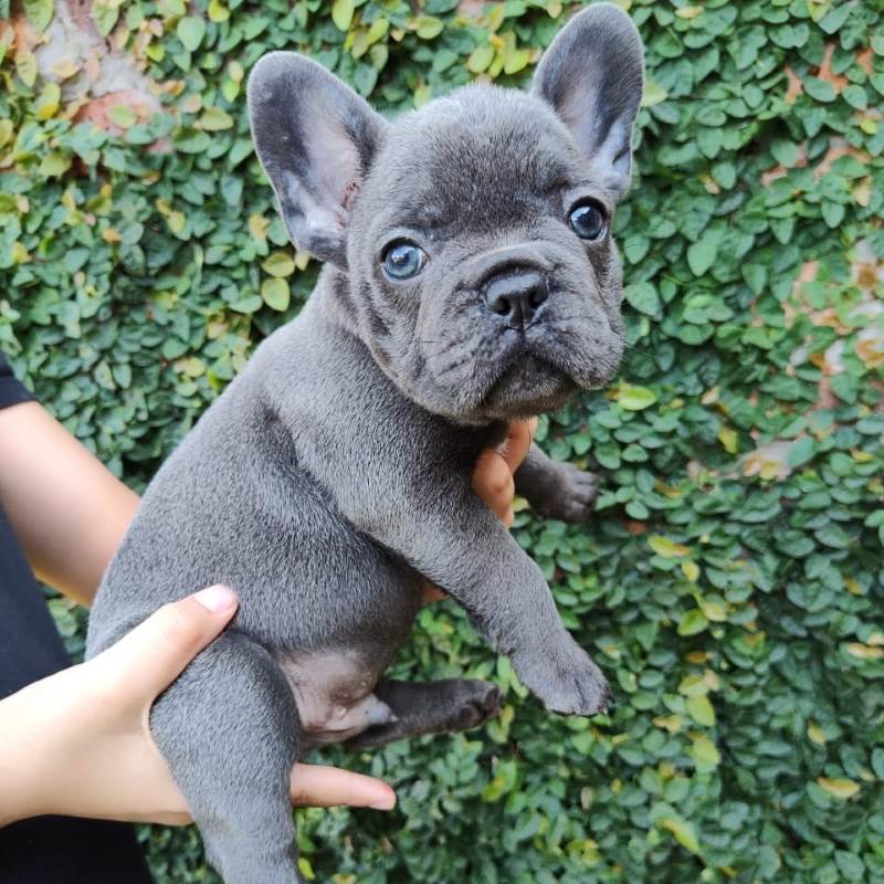Bulldog Frances 003