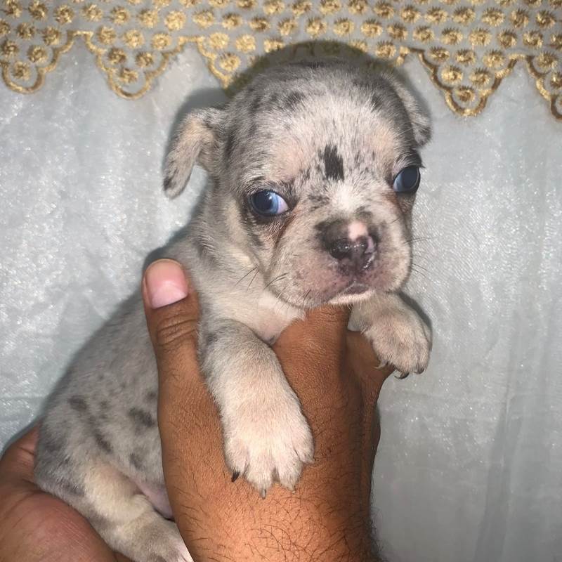Bulldog Frances 004