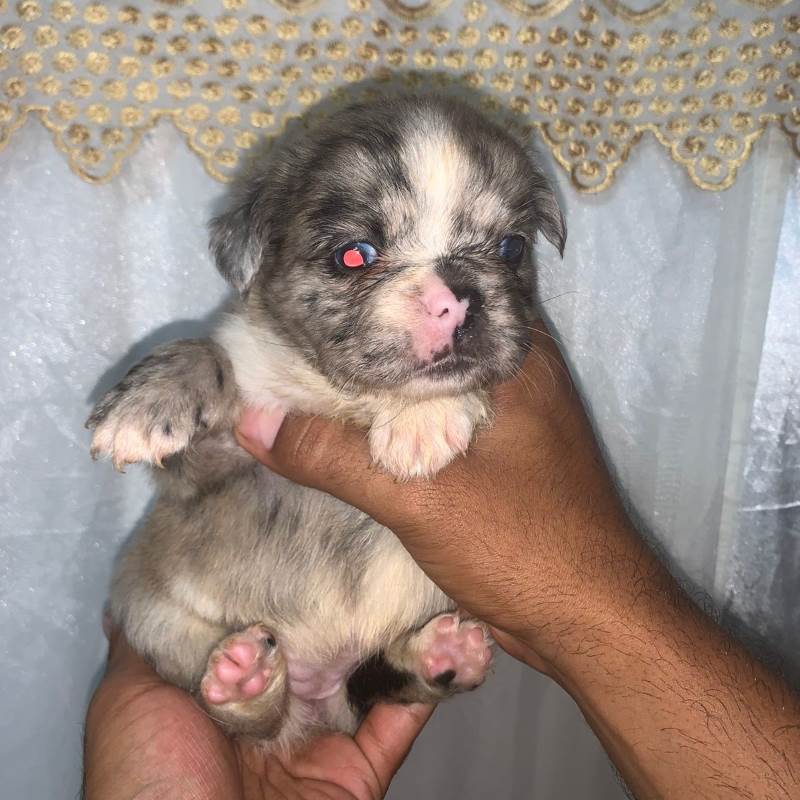 Bulldog Frances 005