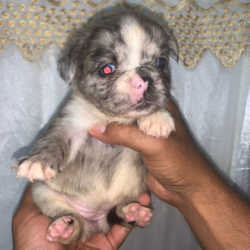 Bulldog Frances 005
