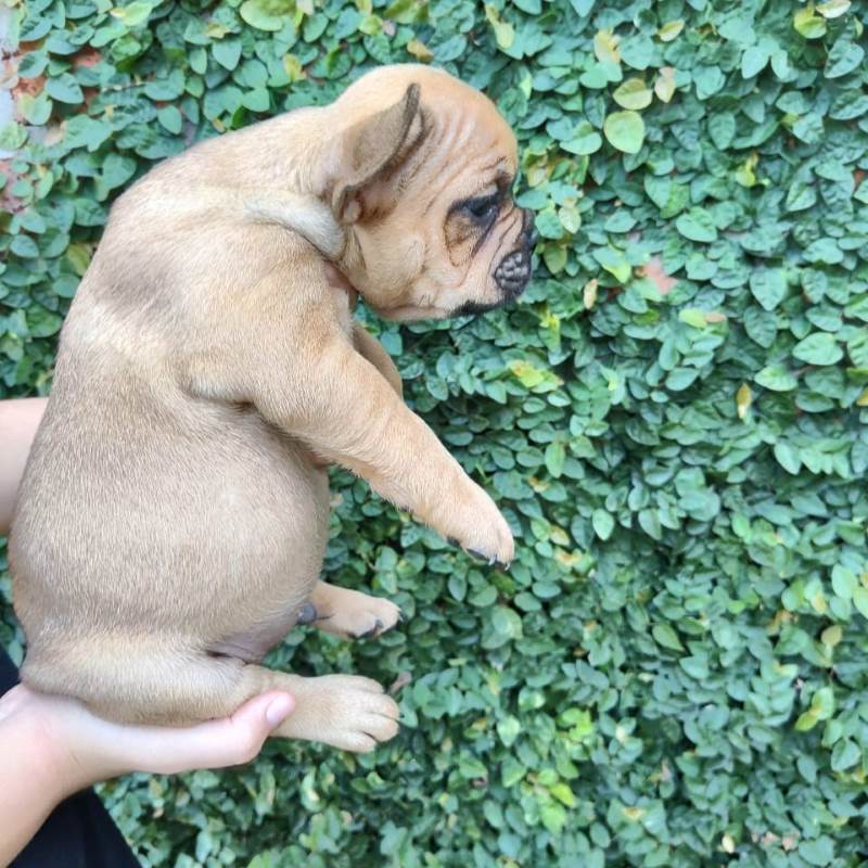 Bulldog Frances 008