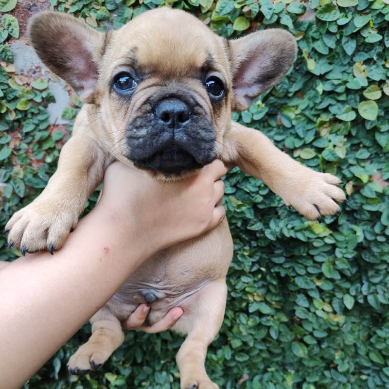 Bulldog Frances 008